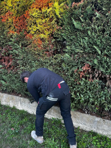 Photo de galerie - Taillage d’une haie 