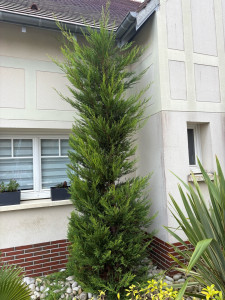 Photo de galerie - Taille d’un Thuya en spirale 