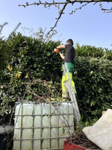 Photo de galerie - Taille de haie 