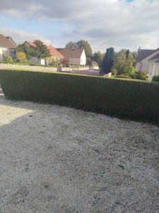 Photo de galerie - Taille haie de thuya 