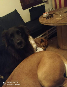 Photo de galerie - Garde chien