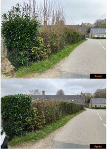 Photo de galerie - Taille de haies