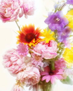 Photo de galerie - Photographie florale 