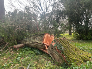 Photo de galerie - Abattage d’un énorme cèdre de plus de 150ans…