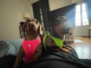 Photo de galerie - Garde chien