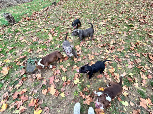 Photo de galerie - Garde chien et chat 