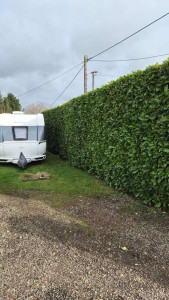Photo de galerie - Taille de haie de lauriers 