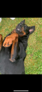 Photo de galerie - Beauceron