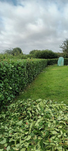 Photo de galerie - Taille de haie environ 30m