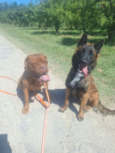 Photo de galerie - Garde et balade de Koda un jeune Malinois et une belle dogue de Bordeaux 