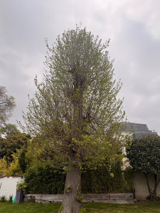 Photo de galerie - Nouvelle coupe