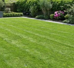 Photo de galerie - Débroussaillage 