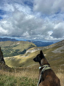 Photo de galerie - Garde chien