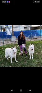 Photo de galerie - Garde chien