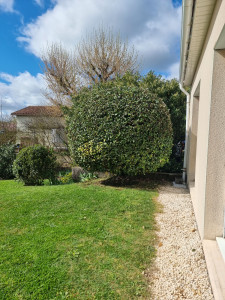 Photo de galerie - Taille de haies et d'arbustes