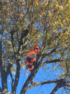 Photo de galerie - élagage d'arbres 