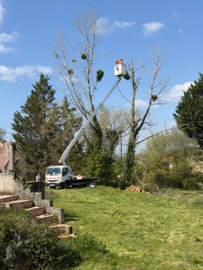 Photo de galerie - Abattage de peuplier