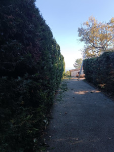 Photo de galerie - Taille haie cyprès