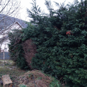 Photo de galerie - Après la taille 