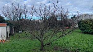 Photo de galerie - Taille fruitier avant 