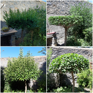 Photo de galerie - Jardinier