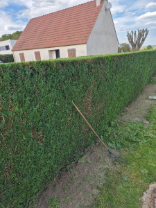 Photo de galerie - Taille de haies et d'arbustes