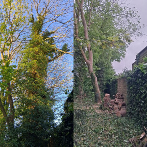 Photo de galerie - Abattage arbre à haut risque , creux , recouvert de lierre de gros volule et vers le voisinage 