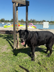 Photo de galerie - Garde chien