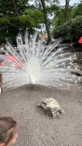 Photo de galerie - Tout service 