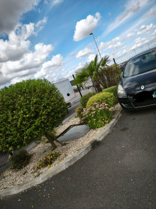 Photo de galerie - Taille arbuste
