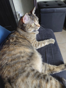 Photo de galerie - Garde chat