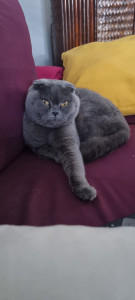 Photo de galerie - Udy garde chat