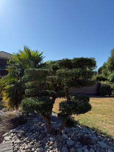 Photo de galerie - Taille d’Olivier en plate forme 