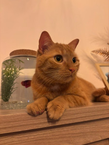 Photo de galerie - J’adore les animaux!