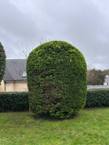 Photo de galerie - Taille de thuya / après
