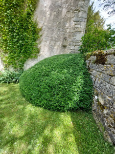 Photo de galerie - Taille de haies et d'arbustes