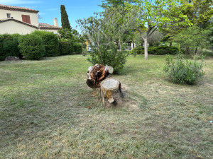 Photo de galerie - Tonte 