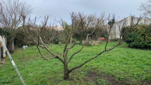 Photo de galerie - Taille fruitier après 