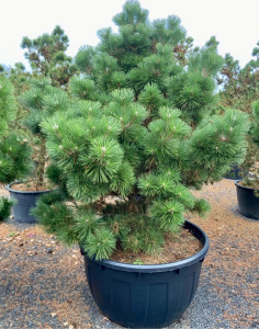 Photo de galerie - Choix de plantes adéquates de part mes compétences en pépinière 