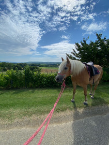 Photo de galerie - Propriétaire de ma jument depuis 5 ans et passionnée depuis plus de 20 ans je peux rendre visite à votre cheval et lui apporter des soins quotidiens.