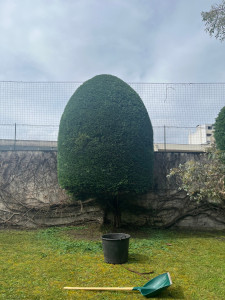 Photo de galerie - Taille de haies et d'arbustes
