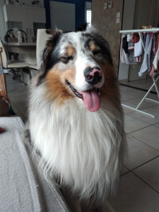 Photo de galerie - Le chien de ma fille dont je m'occupe en son absence surtout quand elle part en vacances