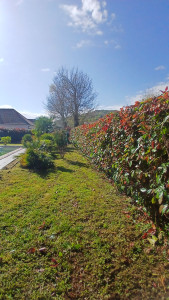 Photo de galerie - Taille de haies ((après)) 