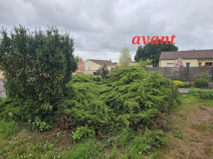 Photo de galerie - Elagage et coupe d'arbres