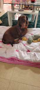 Photo de galerie - Garde chien