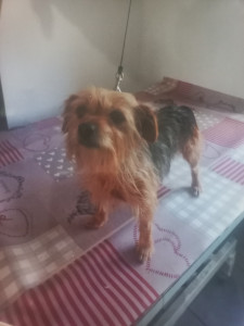 Photo de galerie - Début de toilettage car elle était très long 