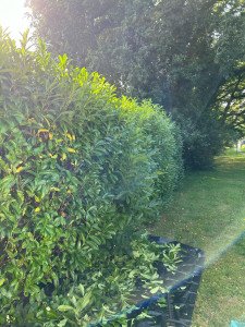 Photo de galerie - Taille de haies et d'arbustes