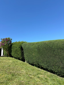 Photo de galerie - Entretien taille de haie 
