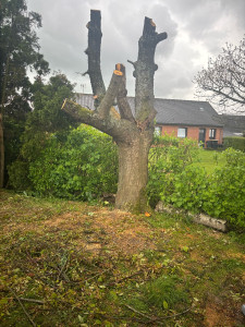 Photo de galerie - Après coupage d’arbres 