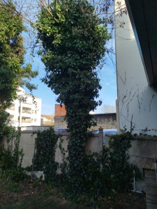 Photo de galerie - Abattage de deux chêne 